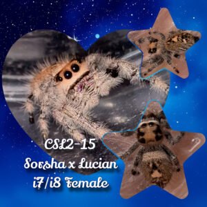 CSL2-15 FEMALE i7/i8 Regal Jumping Spider