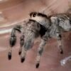 Screenshot CSL2-15 FEMALE i7/i8 Regal Jumping Spider
