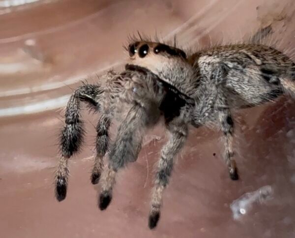 Screenshot CSL2-15 FEMALE i7/i8 Regal Jumping Spider