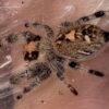 Screenshot CSL2-15 FEMALE i7/i8 Regal Jumping Spider