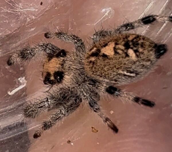 Screenshot CSL2-15 FEMALE i7/i8 Regal Jumping Spider