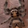 Screenshot CSL2-15 FEMALE i7/i8 Regal Jumping Spider