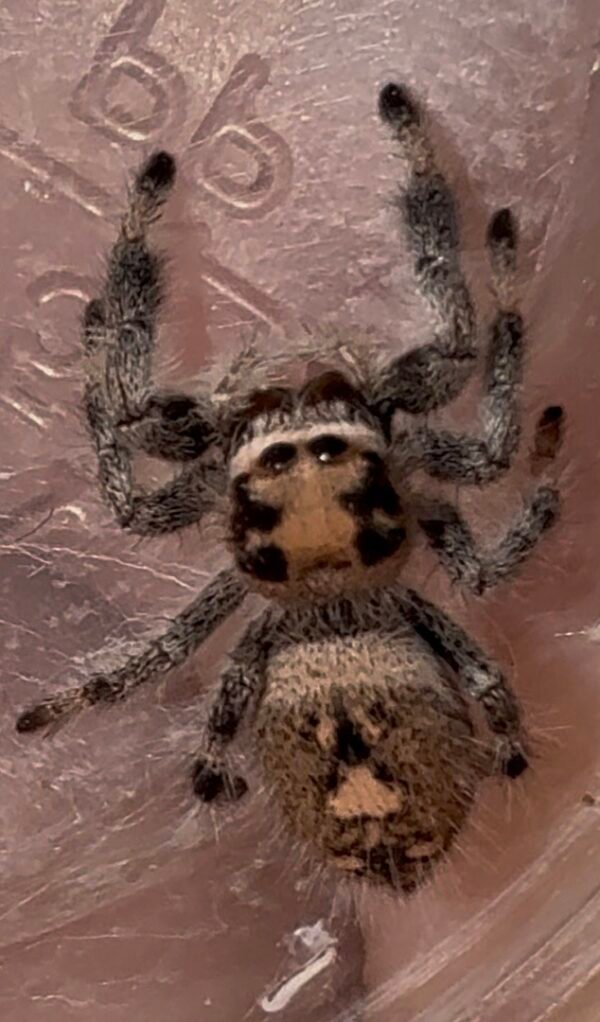 Screenshot CSL2-15 FEMALE i7/i8 Regal Jumping Spider