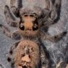 Screenshot CSL2-15 FEMALE i7/i8 Regal Jumping Spider