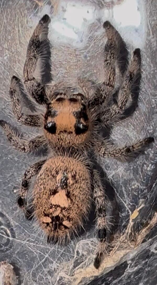 Screenshot CSL2-15 FEMALE i7/i8 Regal Jumping Spider