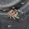 Screenshot CSL2-15 FEMALE i7/i8 Regal Jumping Spider