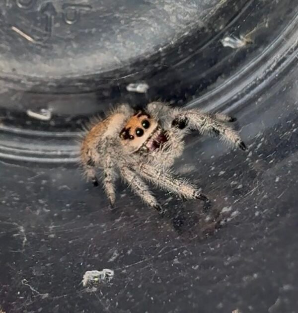 Screenshot CSL2-15 FEMALE i7/i8 Regal Jumping Spider
