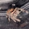 Screenshot CSL2-15 FEMALE i7/i8 Regal Jumping Spider