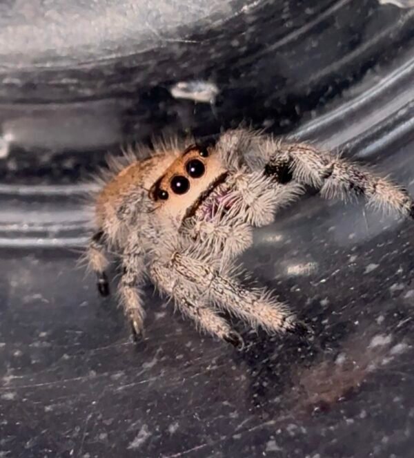 Screenshot CSL2-15 FEMALE i7/i8 Regal Jumping Spider