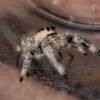 Screenshot CSL2-15 FEMALE i7/i8 Regal Jumping Spider