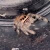 Screenshot CSL2-15 FEMALE i7/i8 Regal Jumping Spider