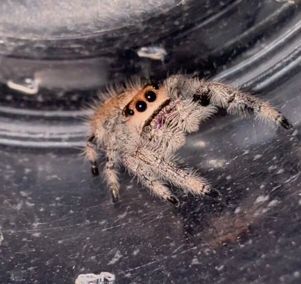 Screenshot CSL2-15 FEMALE i7/i8 Regal Jumping Spider